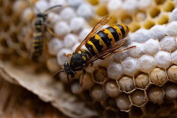 Close-up colony yellow wasps in home honeycombs, residential area Dangerous yellow Vespula vulgaris wasps, natural pests