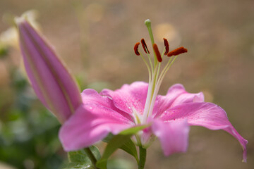 Fototapeta premium Beautiful pink lily close up,isolated on blur background.