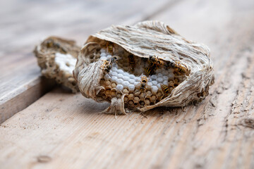 wasp honeycombs, Natural bees nest, insect habitat with larvae, wasp eggs, life cycle Vespula vulgaris, potential hazard