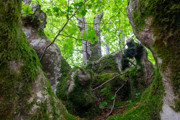 squirrel on tree