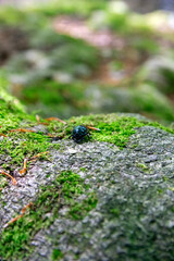 moss on the stone