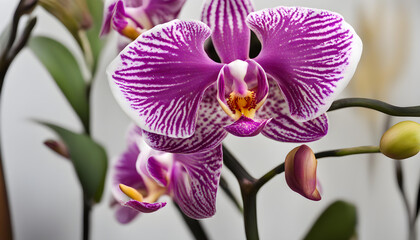 orchid