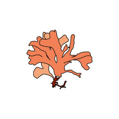 Obraz premium Hand drawn Red seaweed Rhodymenia pseudopalmata algae graphic illustration. Natural drawing