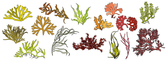 Set of colorful hand drawn algae vector graphic illustration. Collection of different aquatic plants isolated on white background. Natural drawing