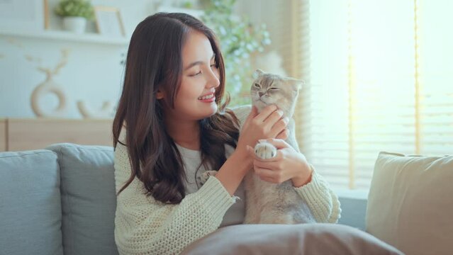 Happy Asian woman petting Scottish fold cat on sofa in living room, Happy domestic animals at home, Cat and owner together, best friends. Love for animals