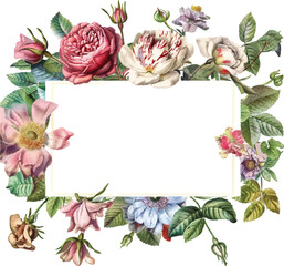 Vintage Card, Watercolor wedding invitation design with pink rose, bud and leaves. wild flower, background with floral elements for text, watercolor background. Template. fra