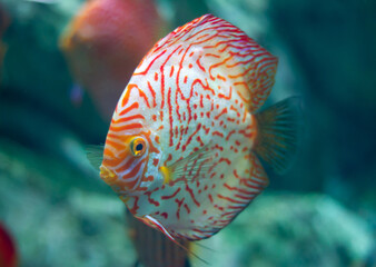 Discus (Symphysodon) fish swimming underwater in an aquarium