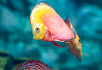 Discus (Symphysodon) fish swimming underwater in an aquarium