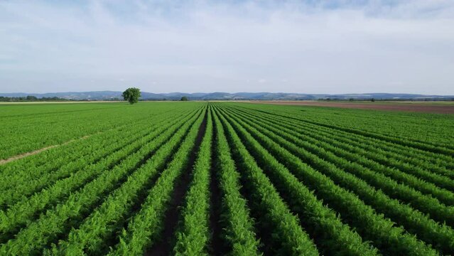 The vast expanses of carrot fields.