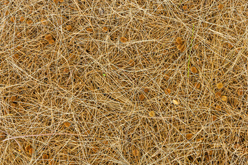 brown nature background of autumn fallen pine needles and leaves in a fall season forest. natural backdrop for concept and design