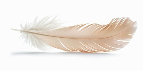 Obraz premium Single feather floating gently, isolated white background, high detail, light and airy