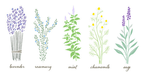 手書きハーブのベクターイラストセット（5種類）。ラベンダー、タイム、ミント、カモミール、セージ。アロマや料理のメニュー素材。 © JunKikuchi