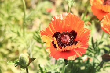 Close-up on a decorative red poppy flower, petals and stamens. Big flower. Natural floral background. Poppies blooming in a park or garden. Lush spring flower