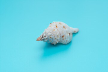 conch shell on a blue background