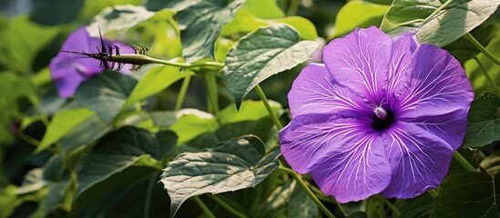 Purple bright flowers and morning glory leaves with a small spider on one of the leaf in nature ipomoea. Creative banner. Copyspace image