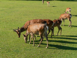 【奈良公園】芝を食べる奈良公園の鹿