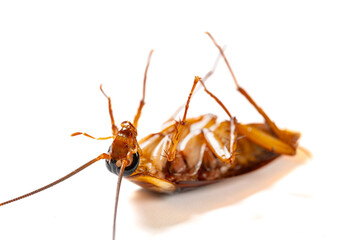 a poisoned and dying cockroach on white background close up at horizontal composition