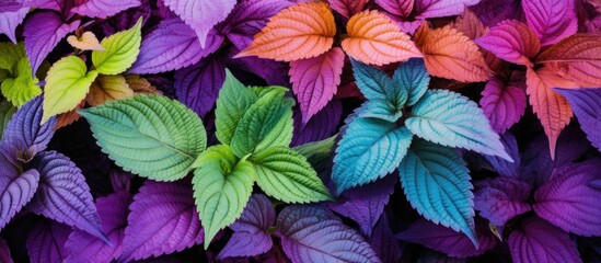 Red green leaves of ornamental nettle Coleus blumei. Creative banner. Copyspace image