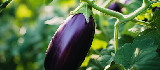 A big egg plant growing in the garden. Creative banner. Copyspace image