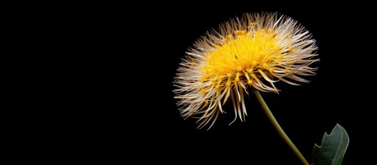 A Dandelion flower on the black background Close up. Creative banner. Copyspace image
