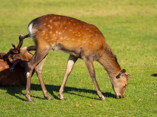 【奈良公園】芝を食べる奈良公園の鹿