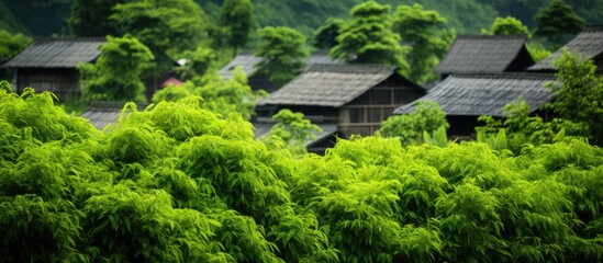 green leaf texture view in village. Creative banner. Copyspace image