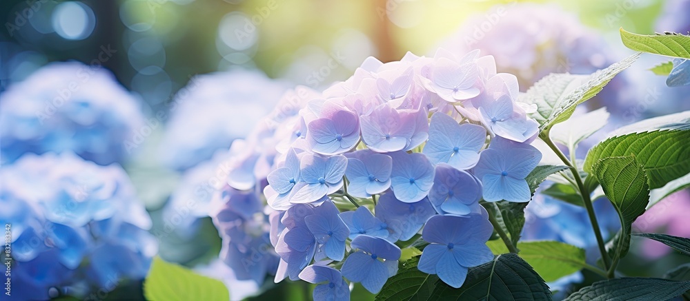 Aufkleber close up of hydrangea in the garden. creative banner. copyspace image