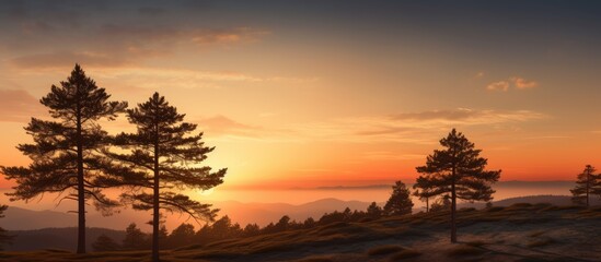 a beautiful view of the pine trees at sunset. Creative banner. Copyspace image