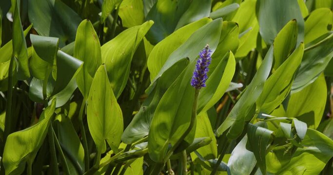 Tropical Purple Flower growing in a lake.  Pickerelweed, Pontederia cordata.  