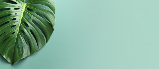 Monstera leaf. Creative banner. Copyspace image