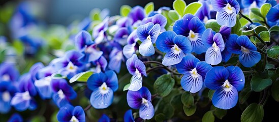 Wishbone flower Bluewings Torenia. Creative banner. Copyspace image