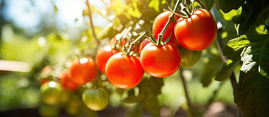 Ripe cherry tomatoes on a plant in the vegetable garden. Creative banner. Copyspace image