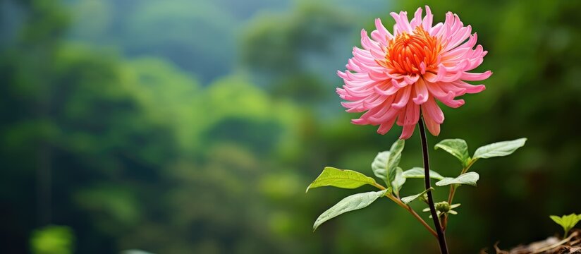 Nature chembarathi Plant. Creative banner. Copyspace image