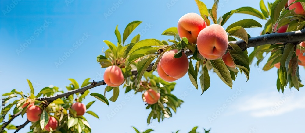 Poster peach tree. creative banner. copyspace image