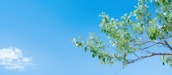 Obraz premium Bucida Molineti tree against blue sky shallow focus. Creative banner. Copyspace image