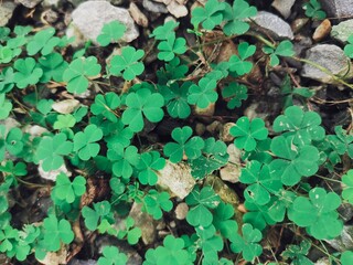 Lucky clover leaves background or texture