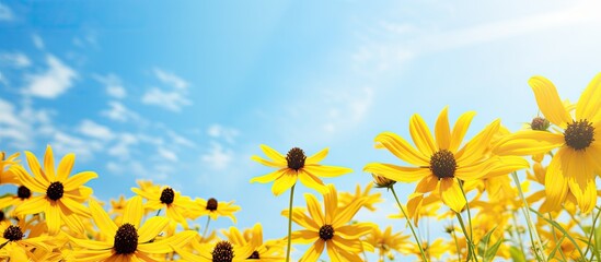 Many Yellow Cone flowers Rudbeckia fulgida var deamii on blue sky background Black Eyed Susan daisy like blooms Black eyed susans Coneflowers blossom in sunny garden bottom view. Creative banner