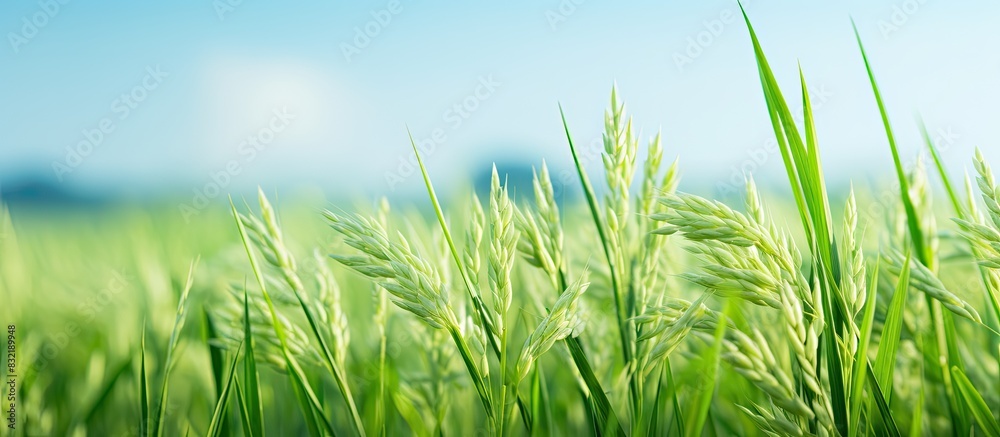 Aufkleber rice in the field. creative banner. copyspace image