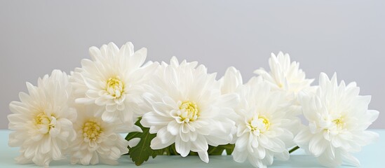 White Chrysanthemum flowers. Creative banner. Copyspace image