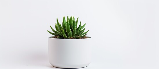 cactus in a pot domestic closeup on white background. Creative banner. Copyspace image