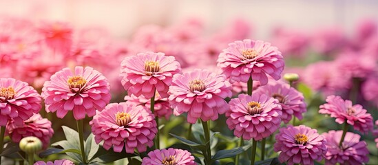 Beautiful of pink Flowers zinnia elegans Color nature background. Creative banner. Copyspace image