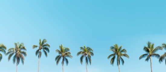 Fototapeta premium Palm trees view from below into the sky. Creative banner. Copyspace image