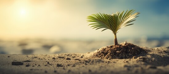 MacArthur Palm Tree the seed Bring to the sun and processing. Creative banner. Copyspace image