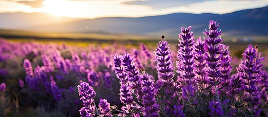 Obraz premium Purple Sage flowers. Creative banner. Copyspace image