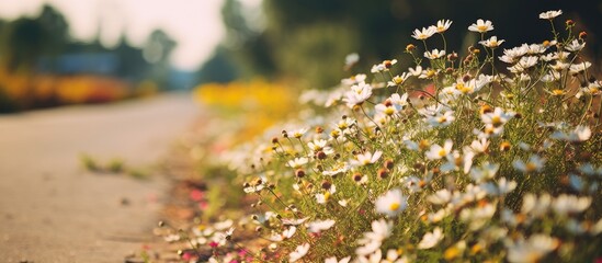 a close up of small wildflowers blooming on the street. Creative banner. Copyspace image