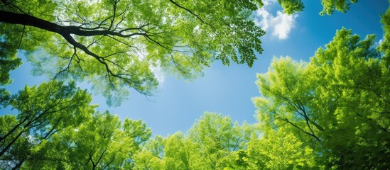 Obraz premium Spring bright green young foliage against a blue clear sunny sky Beech forest canopy. Creative banner. Copyspace image