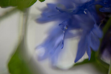 A close-up image of a blue flower petal with a water droplet, showcasing fine details and texture against a soft blurred background.