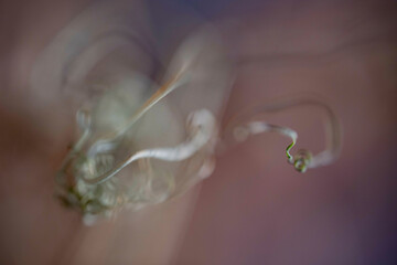 This is a close-up, abstract image of delicate, swirling smoke against a soft, blurred background.