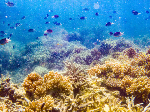 Underwater seascape featuring vibrant coral formations and a school of fish swimming above.