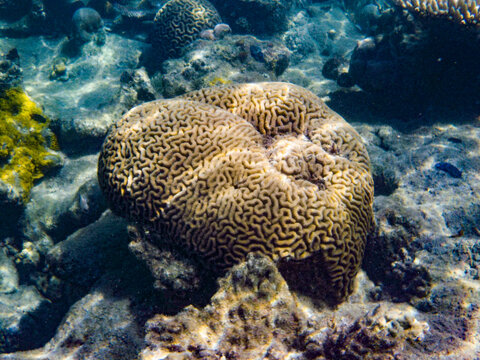 Underwater view of a brain coral in its natural habitat, showcasing the intricate maze-like pattern on its surface.